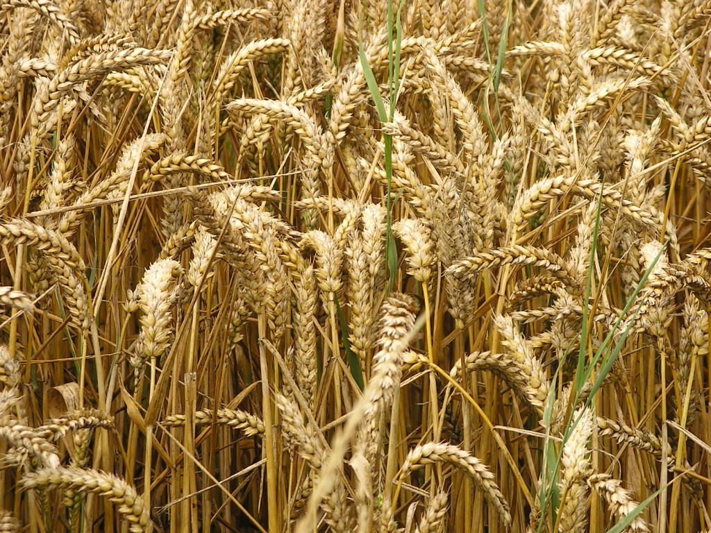 Pane ai cereali con semi misti