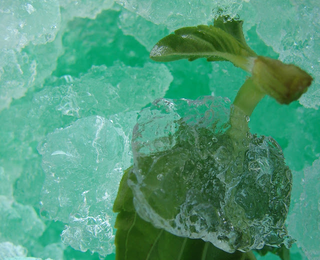 Granita alla menta