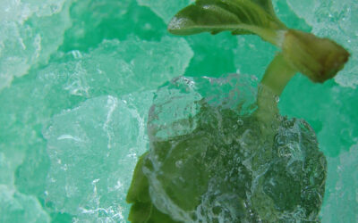 Granita alla menta