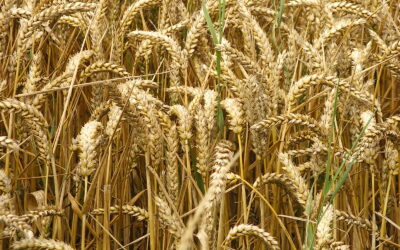 Pane ai cereali