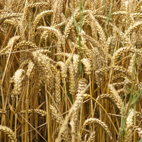 Pane ai cereali Bimby