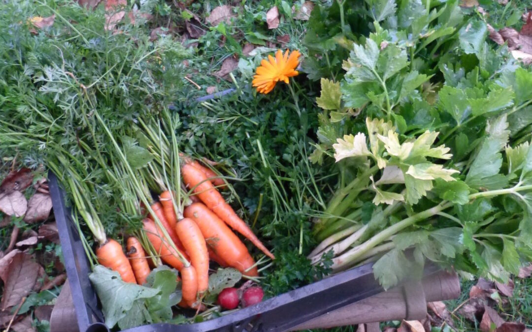 Preparato per soffritto Bimby