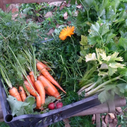 Preparato per soffritto Bimby