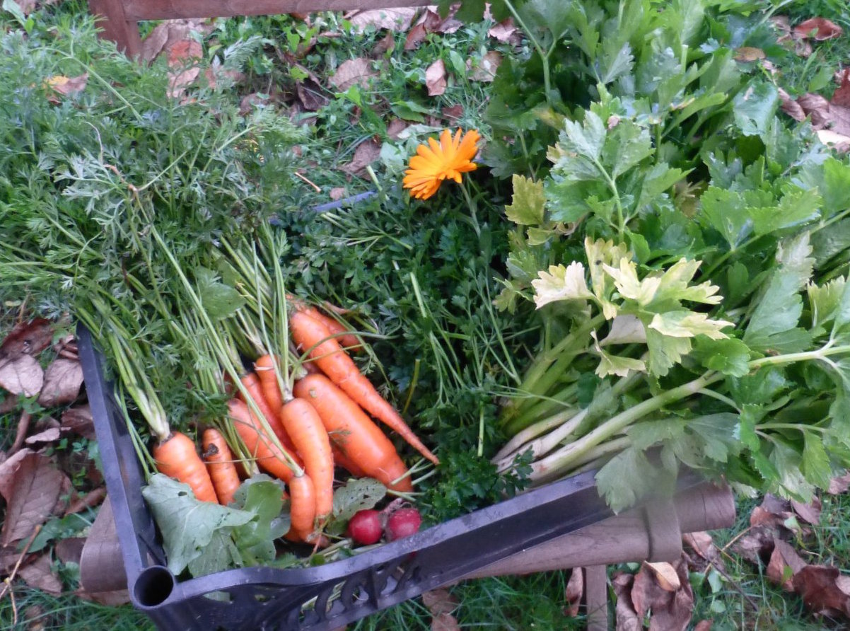 Preparato per soffritto Bimby