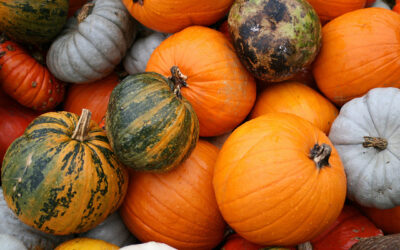 Zucca in agrodolce